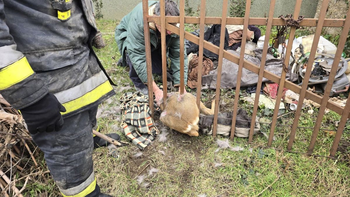 Nem mindennapi bevetés: tűzoltók mentették meg a beszorult őzikét