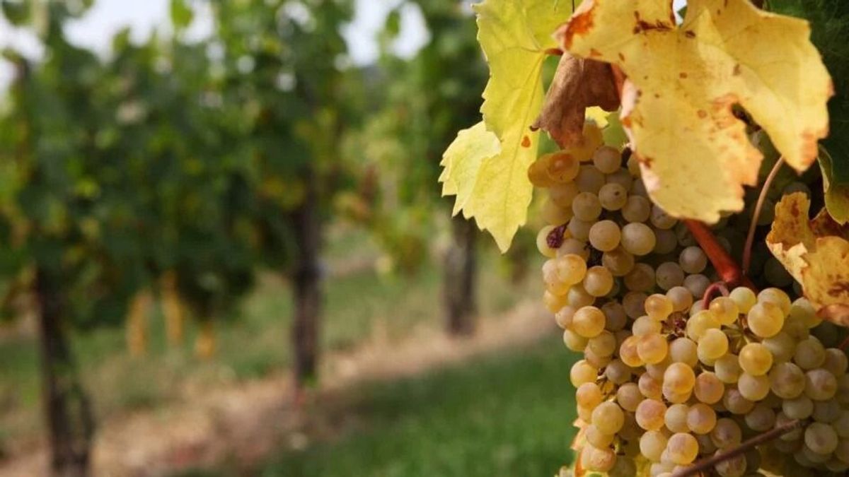 És még mindig a szőlő…