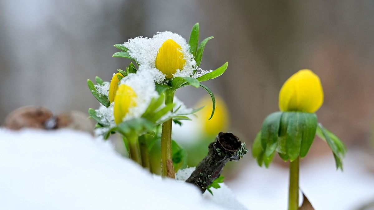 Hamarosan megérintheti a tavasz szele, vagy éppen a migrén kénes lehelete