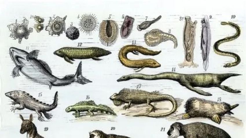 Kvíz kérdést ábrázoló kép.