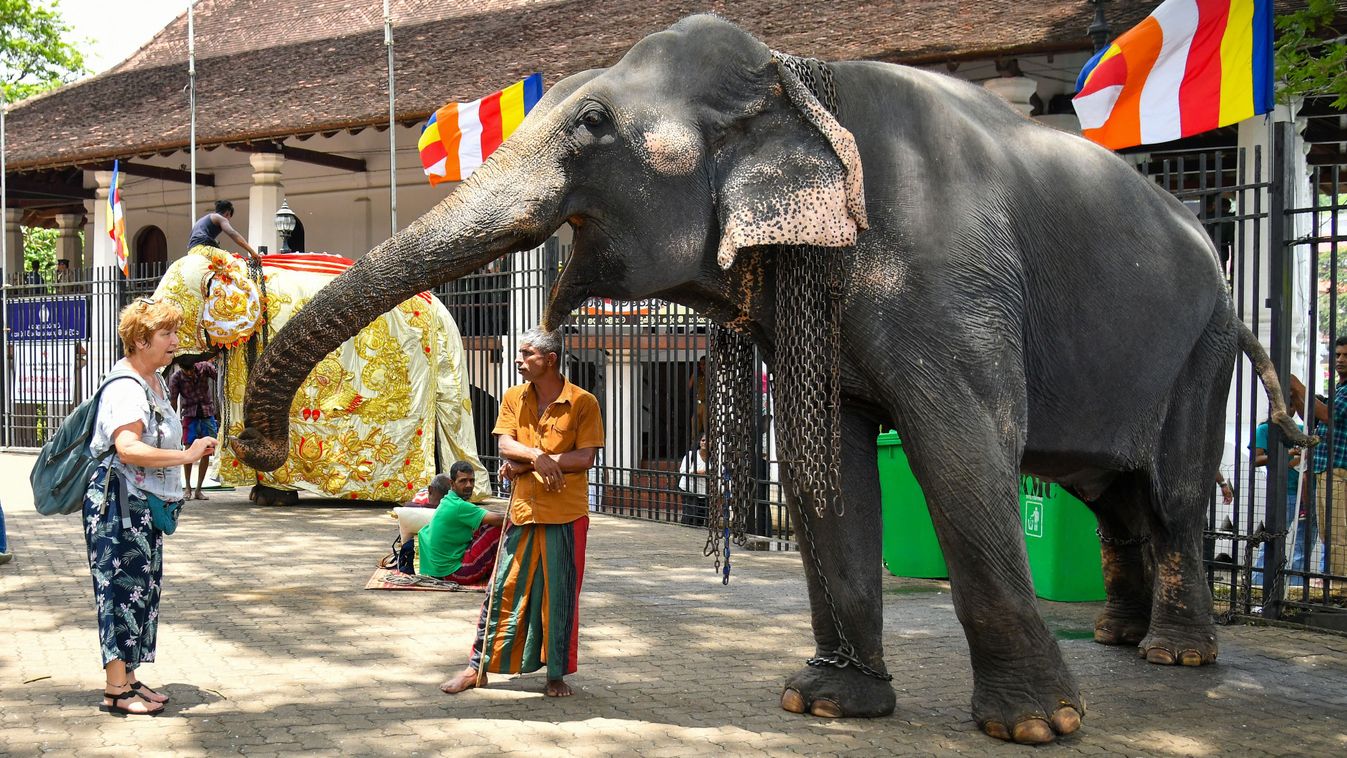 The elephants stay outside the Temple of the Tooth Relic, where they are fed and cared for before the final perahara in Kandy, Sri Lanka, on August 9, 2025. Foreign tourists often gather there to see the elephants up close and capture photos of them. (Ph