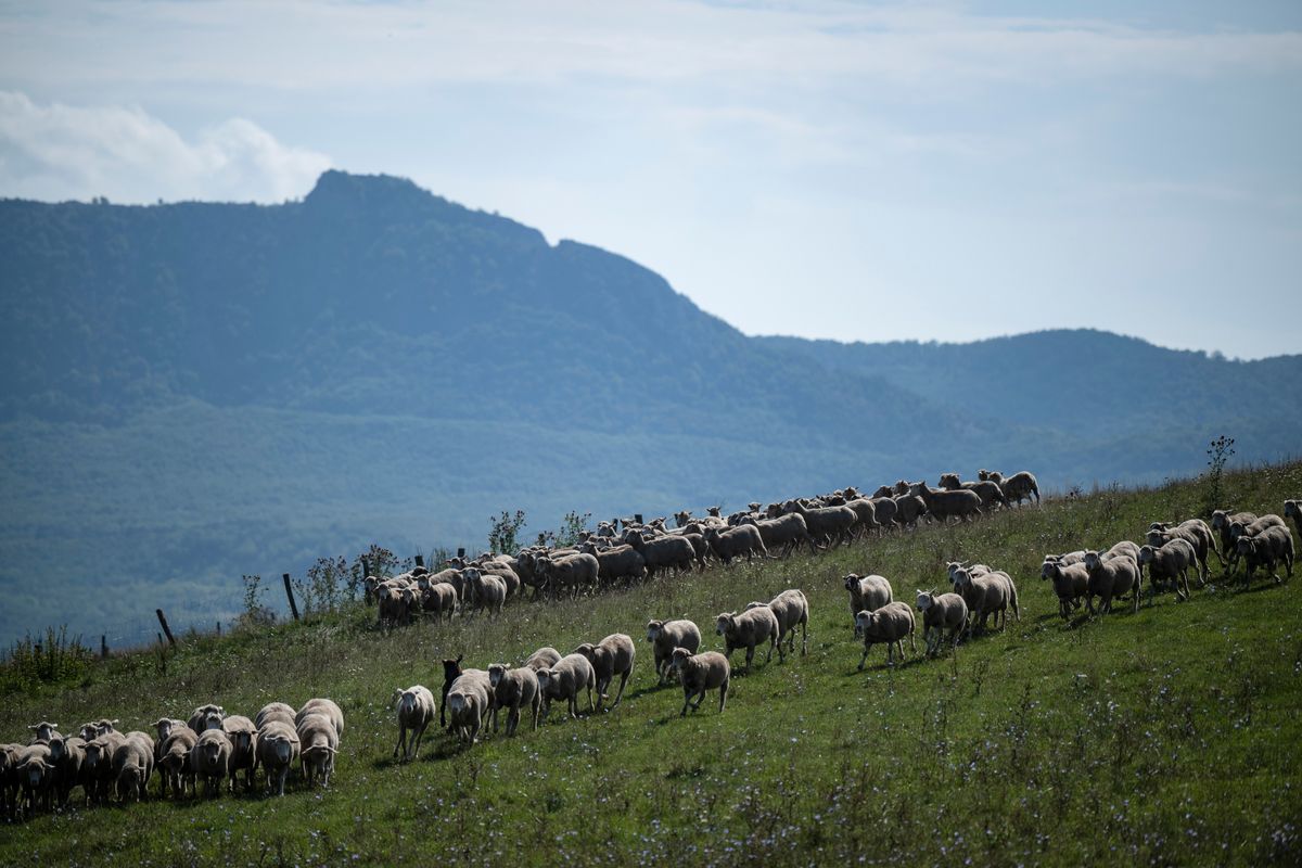 agrárpetíció, Mikófalva, 2025. szeptember 3.Juhnyáj a Nemzeti Agrárgazdasági Kamara (NAK) Tények ízekre szedve elnevezésű országos kampányát és a település határában fekvő Remény Farmot bemutató sajtóeseményen a Heves vármegyei Mikófalván 2025. szeptember 3-án. A kampány a hús, a tejtermékek és a tojás egészséges táplálkozásban betöltött szerepét, valamint a felelős állattartás fenntartható gyakorlatait helyezi középpontba, miközben rávilágít a magyar mezőgazdaság társadalmi és gazdasági jelentőségére.MTI/Komka Péter