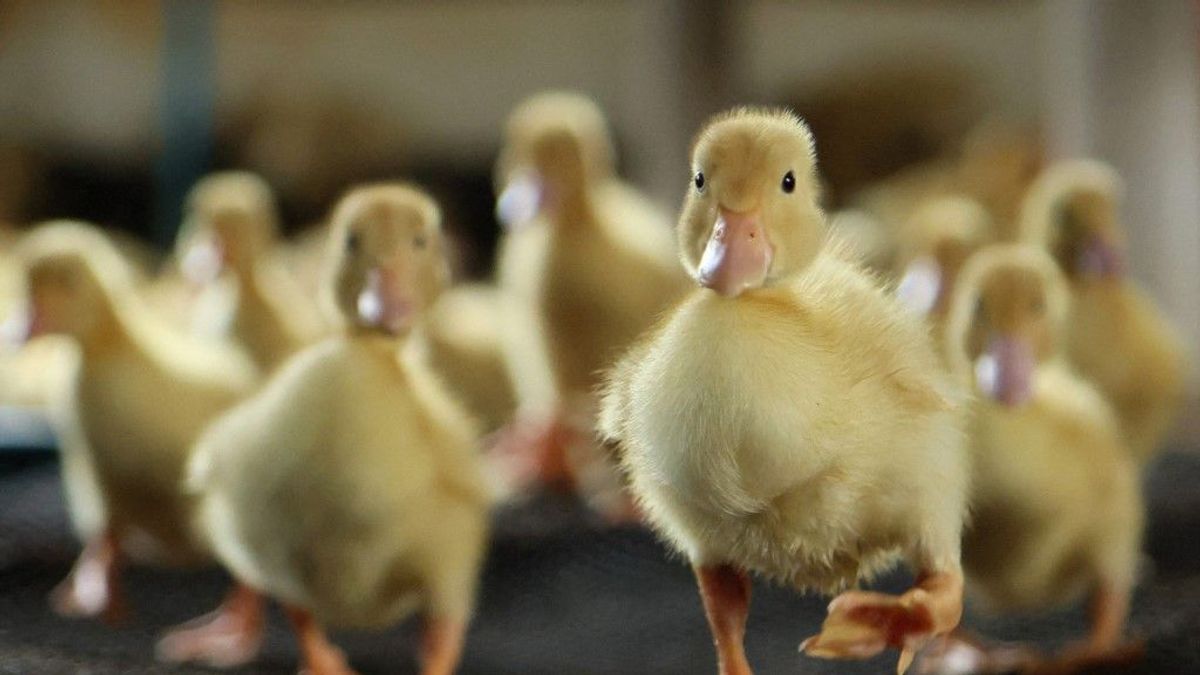 Kacsatelepen jelent meg a madárinfluenza az ország déli részében