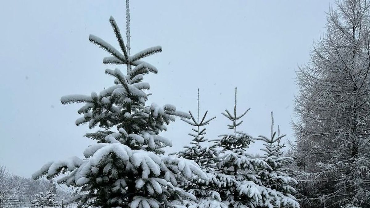 Fehérbe borult a Bakony, megérkezett a havazás a Mecsekbe + videó