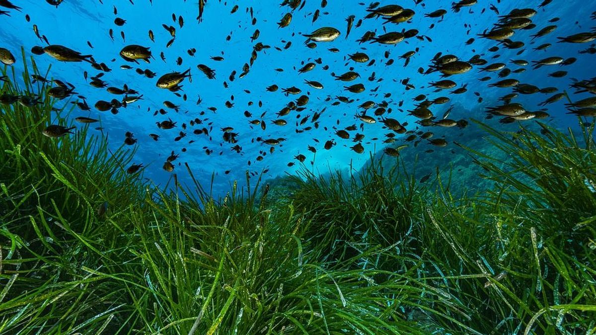 A Föld legidősebb élőlénye már 100 ezer éves volt, amikor elkezdődött az utolsó jégkorszak