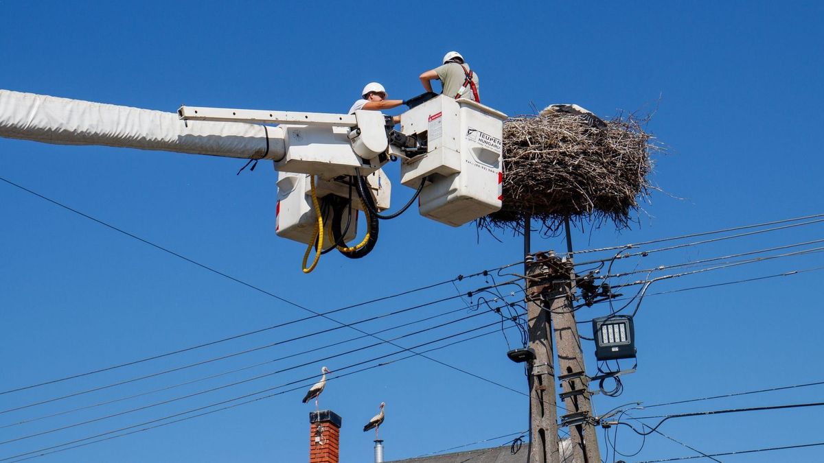 Madárbarát hálózatok épülnek: százmilliós befektetésekkel várja a gólyákat az E.ON