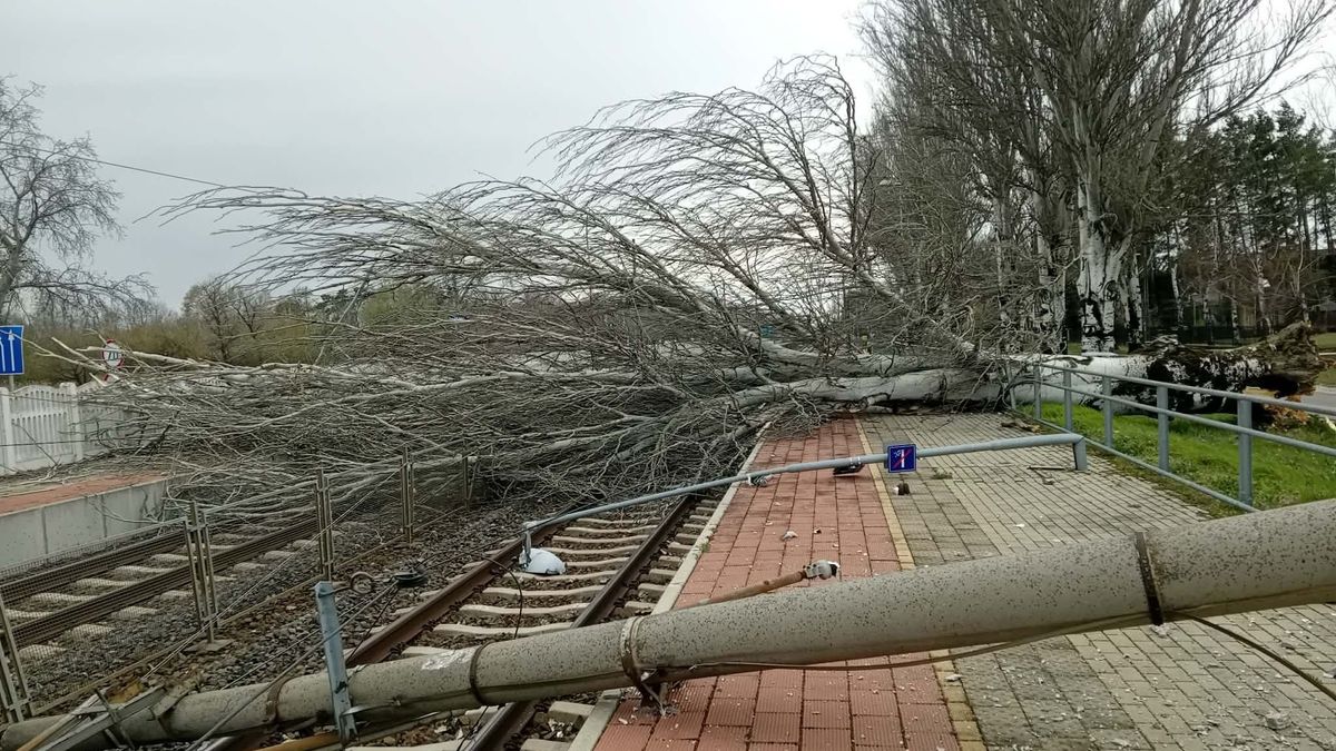 Óriási fa dőlt a vasúti fővonalra, a felsővezeték tartóoszlopát is magával rántotta