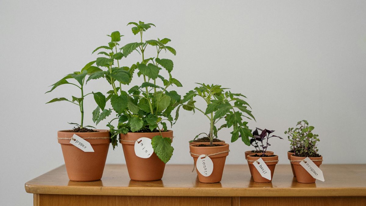 Megdrágult a vetőmag és a palánta: így spórolhatnak a hobbikertészek