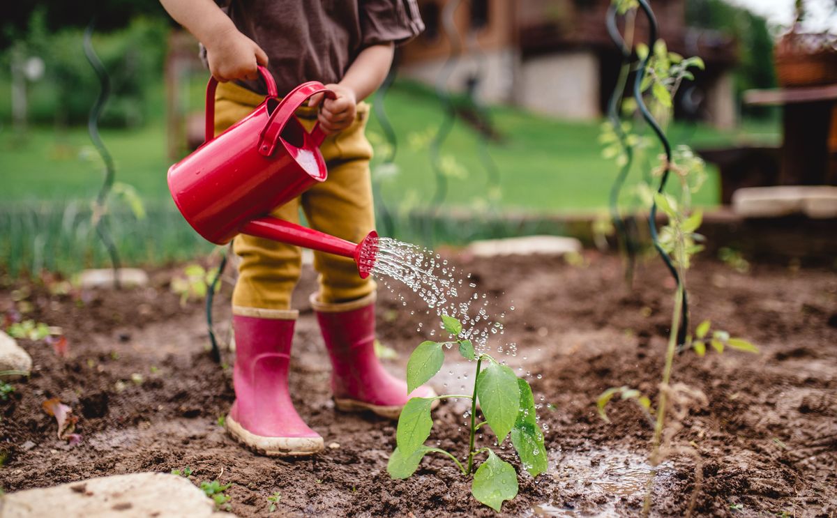 A little toddler in the garden, watering plants with can.