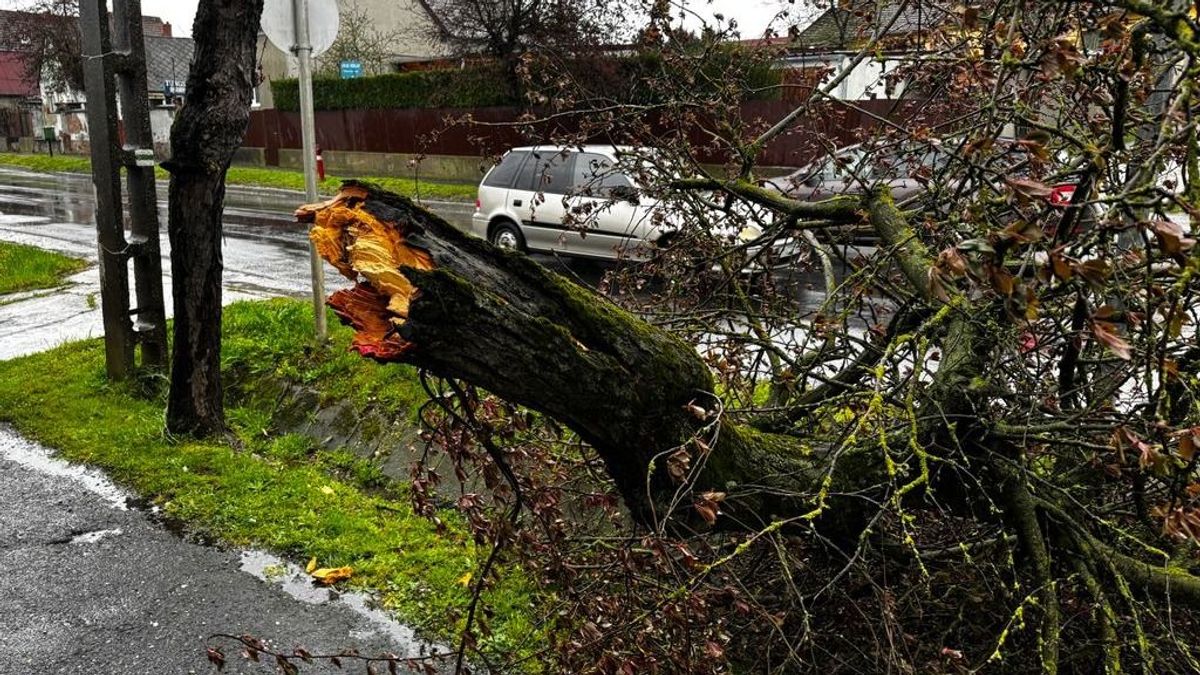Több utat is lezártak a kidőlt fák, így pusztított a vihar Zalában