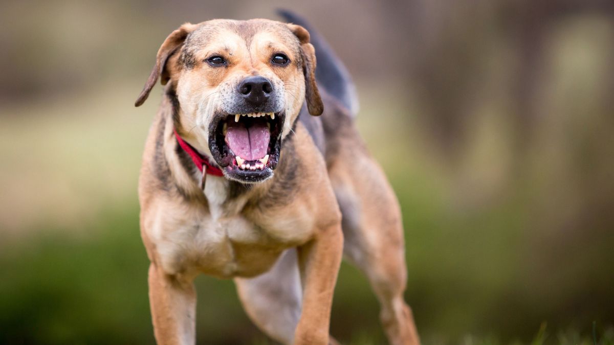 Halálos kutyatámadás Szentesen: kerékpárosra és gyalogosra rontottak rá a megvadult ebek