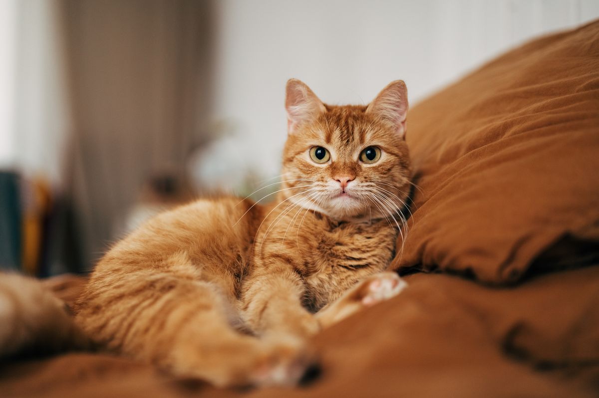 Beautiful short hair cat lying on the bed at home