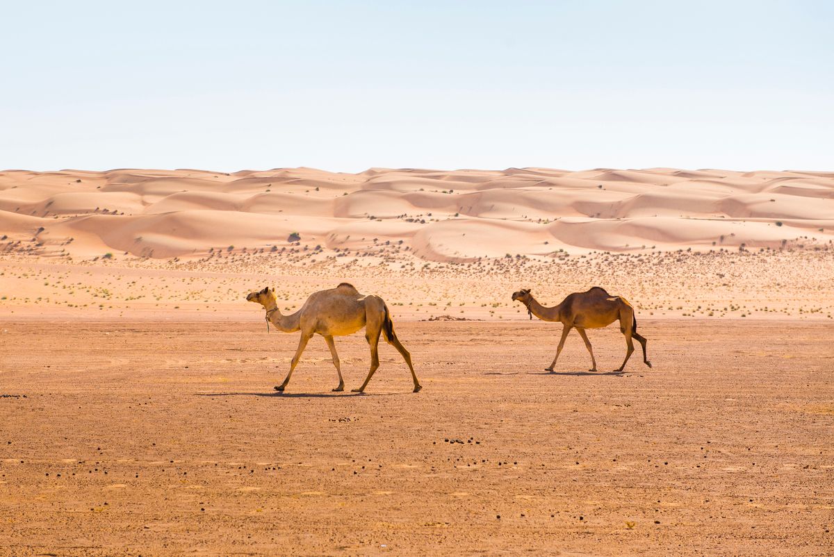 Lugas
Dunes and camels in the Sharqiya Sands, formerly Wahiba Sands, desert region, Sultanate of Oman, Arabian Peninsula (Photo by GOUPI CHRISTIAN / Robert Harding RF / robertharding via AFP)