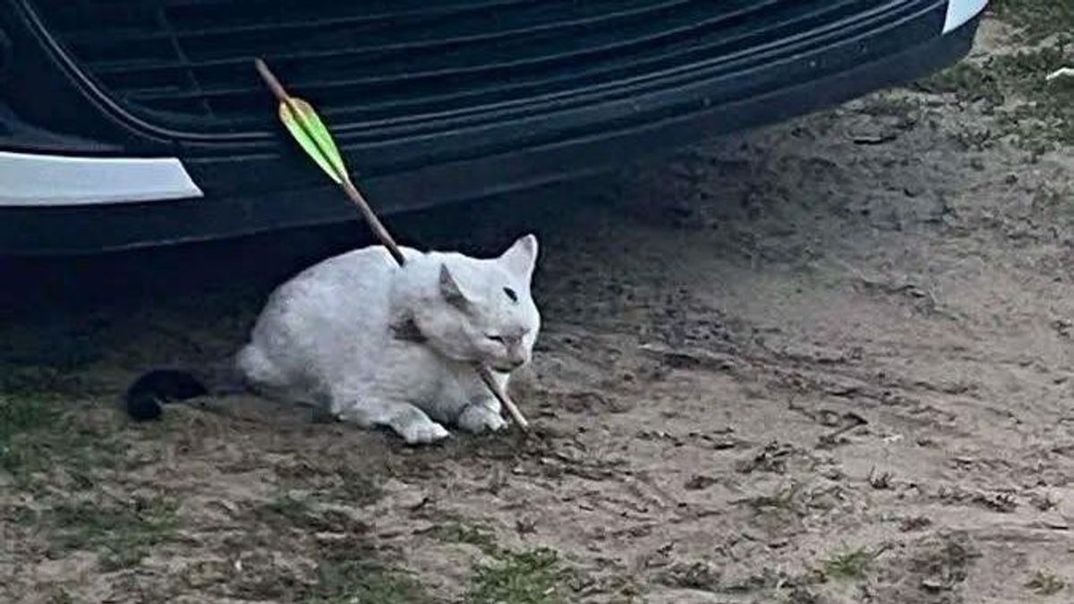Nyíllal lőttek át egy macskát Debrecenben
