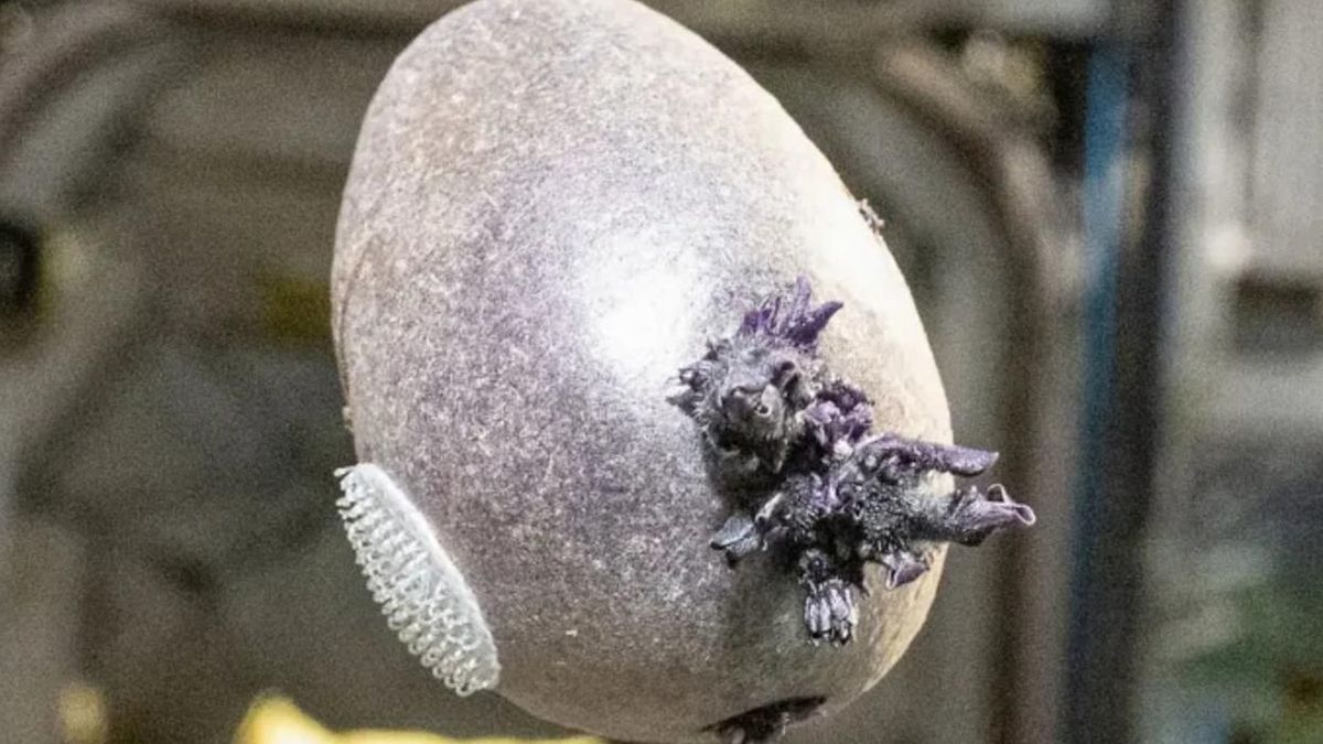 Rejtélyes, csápos valami a Nemzetközi Űrállomáson: az internet megőrült érte