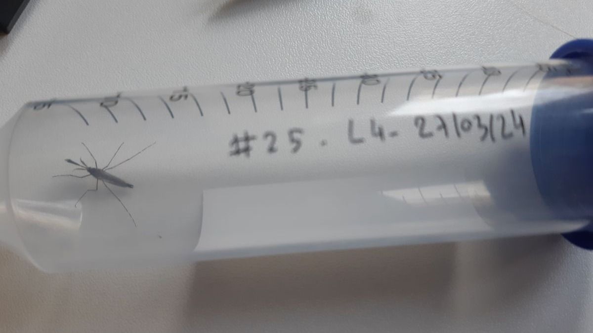 Egy zümmögésből megmondja, mi az – MI