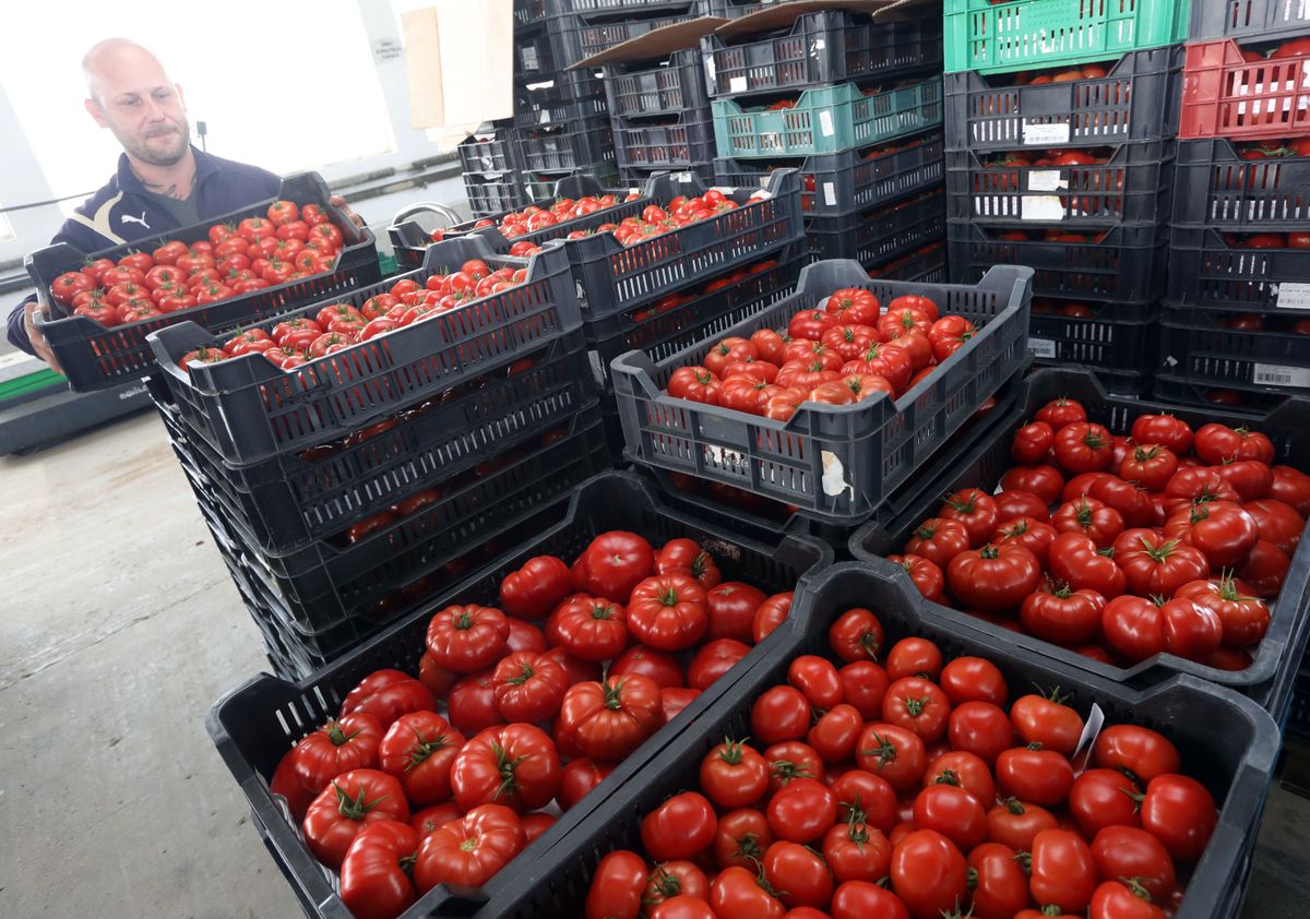 A koktélparadicsom exportja továbbra is zajlik