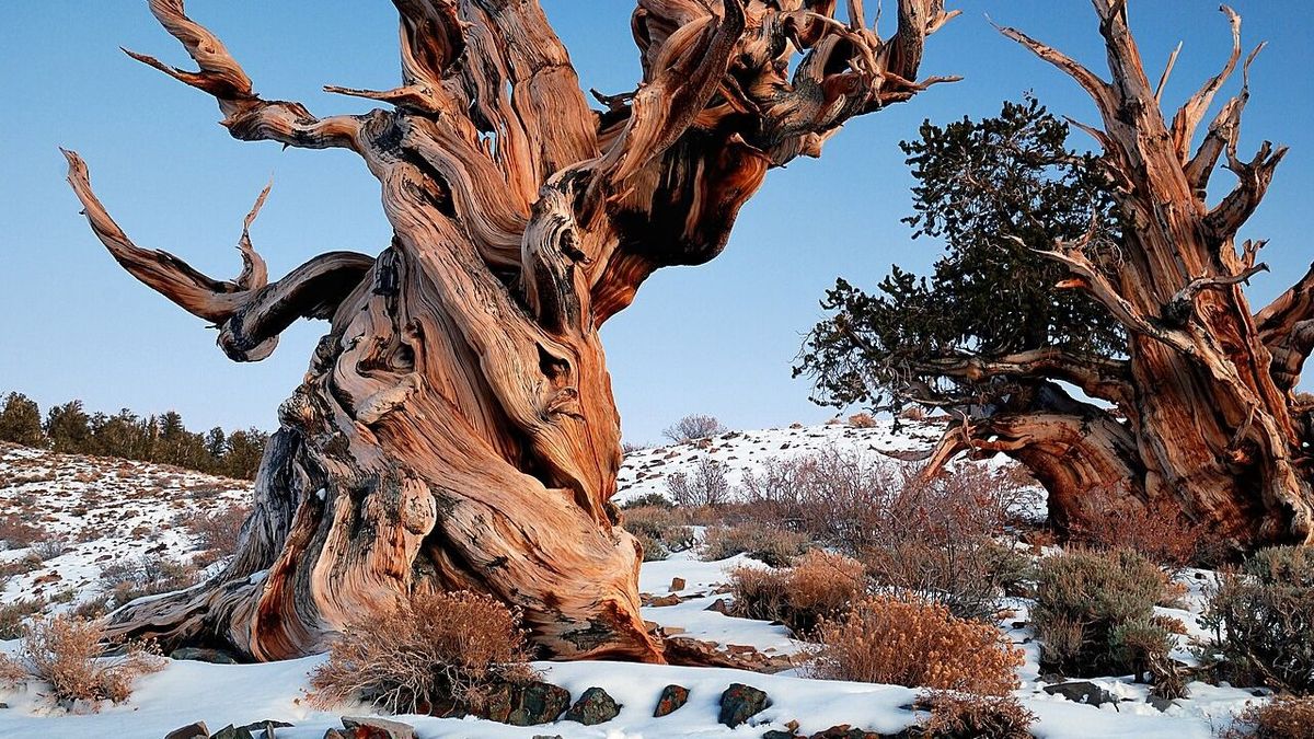 Simatűjű szálkásfenyő: vajon ez az ősi élőlény őrizheti a hosszú élet titkát?
