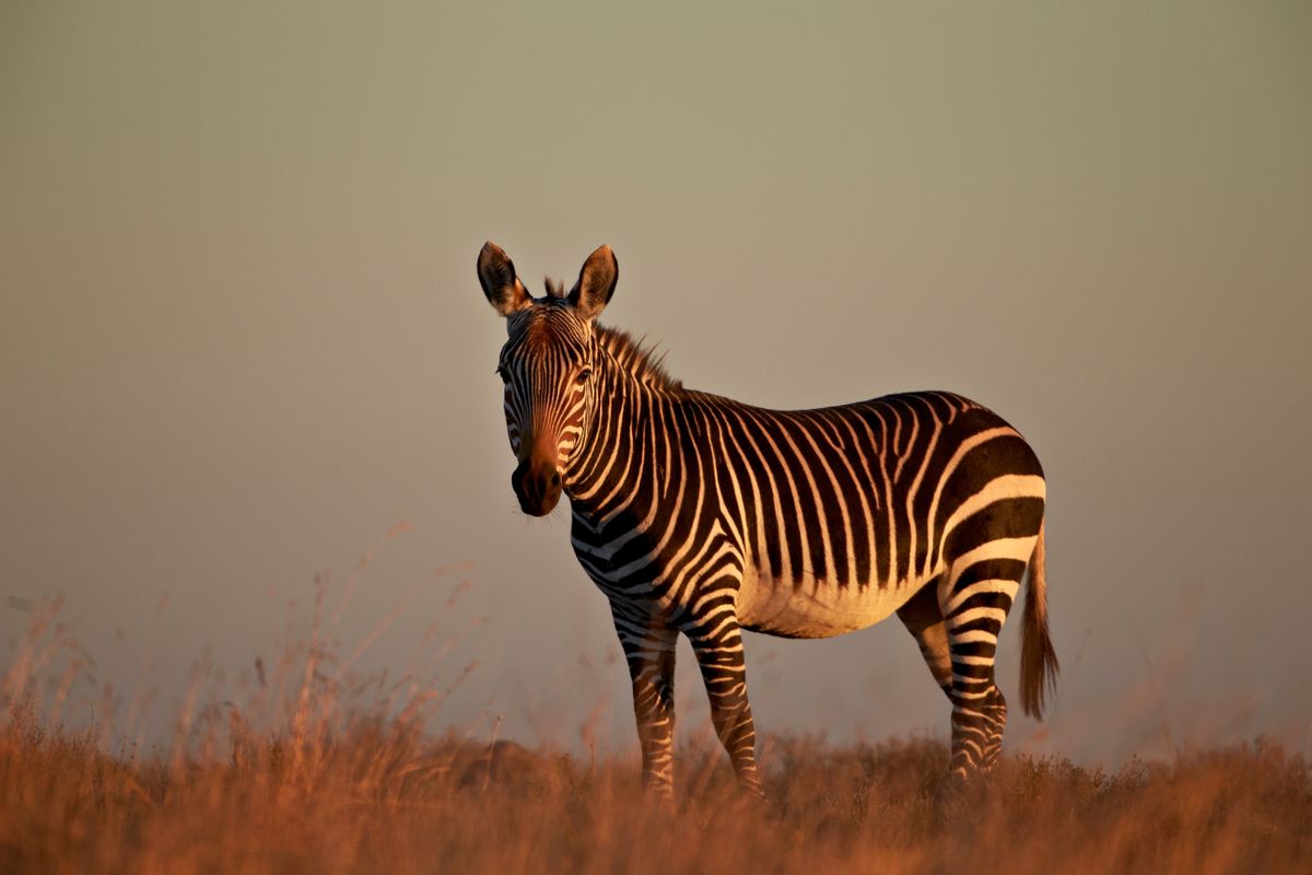 Cape mountain zebra (equus zebra zebra), mountain zebra national park, south africa, africa
