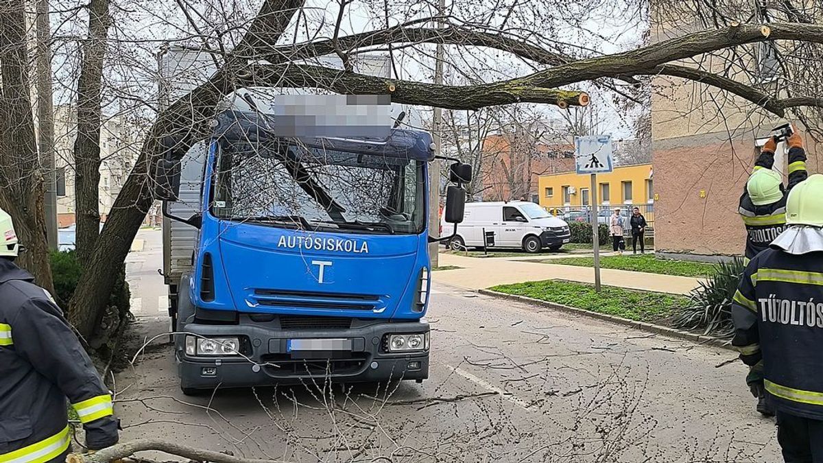 Hatalmas fa zuhant a kamionos tanulóvezetőre