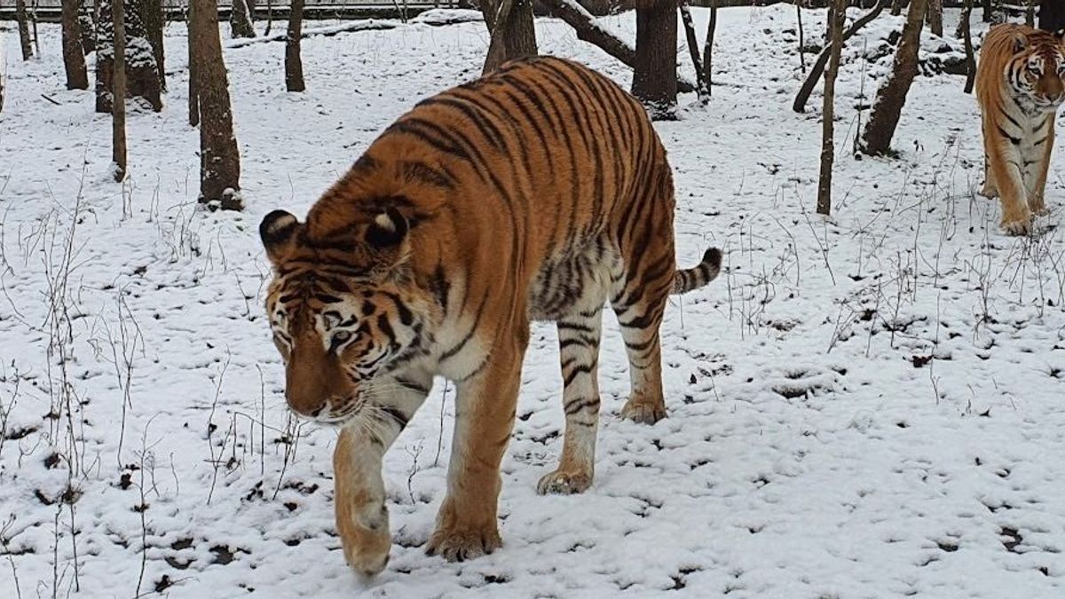 Gyászol a vadaspark, elaltatták az ország kedvenc szibériai tigrisét + fotók