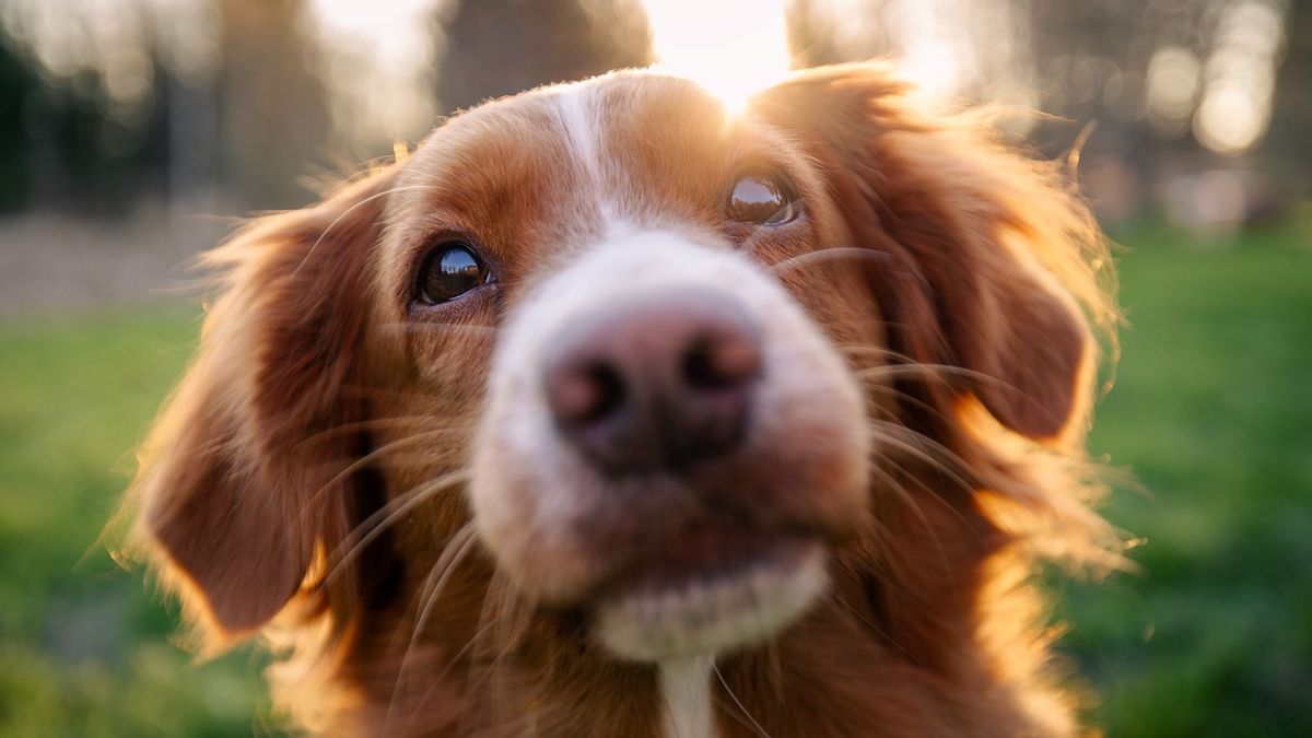 Új megoldás született a gazdátlan állatok örökbeadására