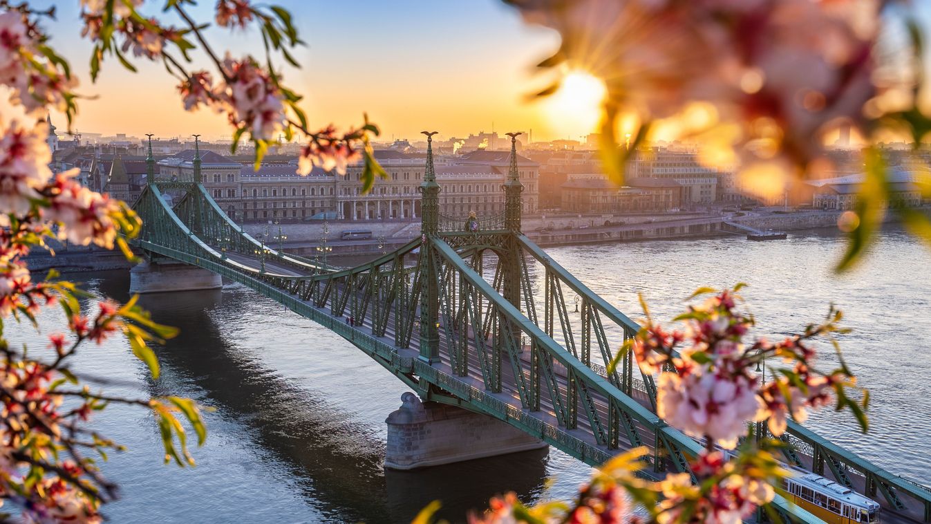 Budapest, Hungary - Beautiful Liberty Bridge over River Danube with traditional yellow tram  at sunrise with cherry blossom at foreground. Spring has arrived in Budapest

1364880623