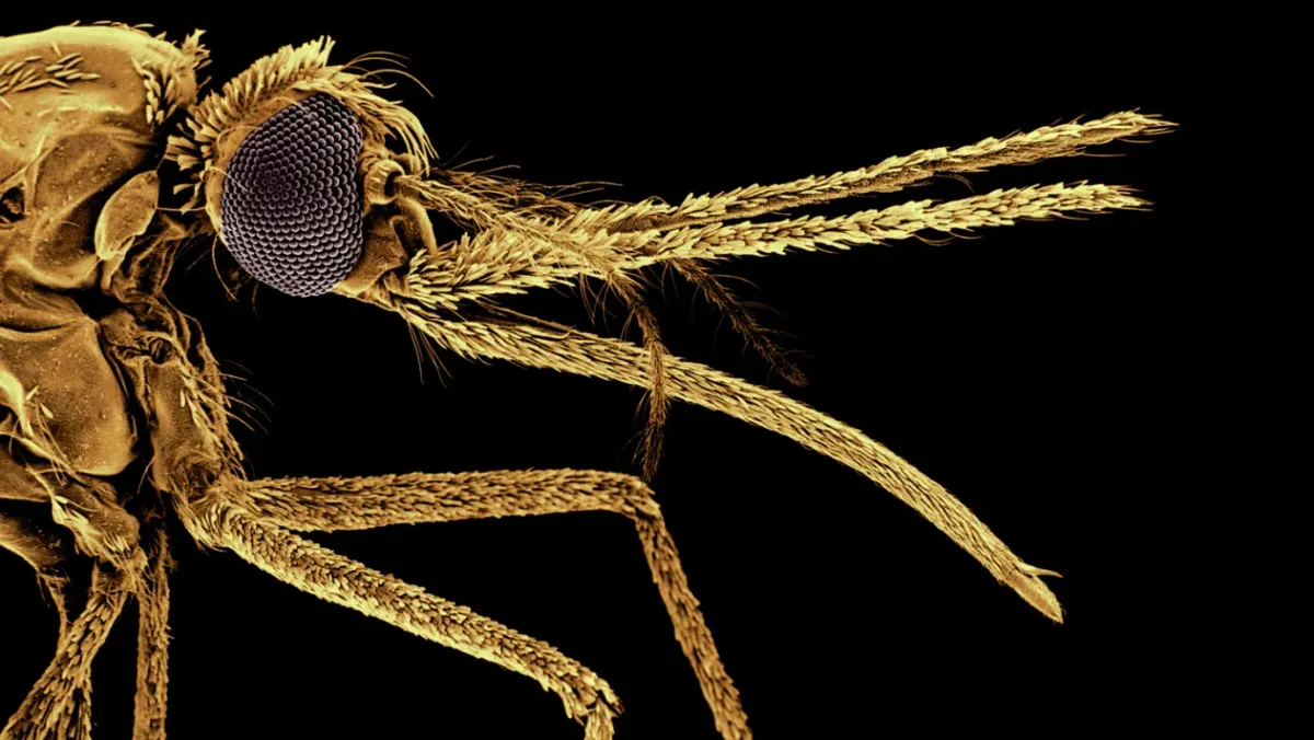 A szúnyogok sokkal régebb óta kínoznak bennünket, mintsem gondolnánk