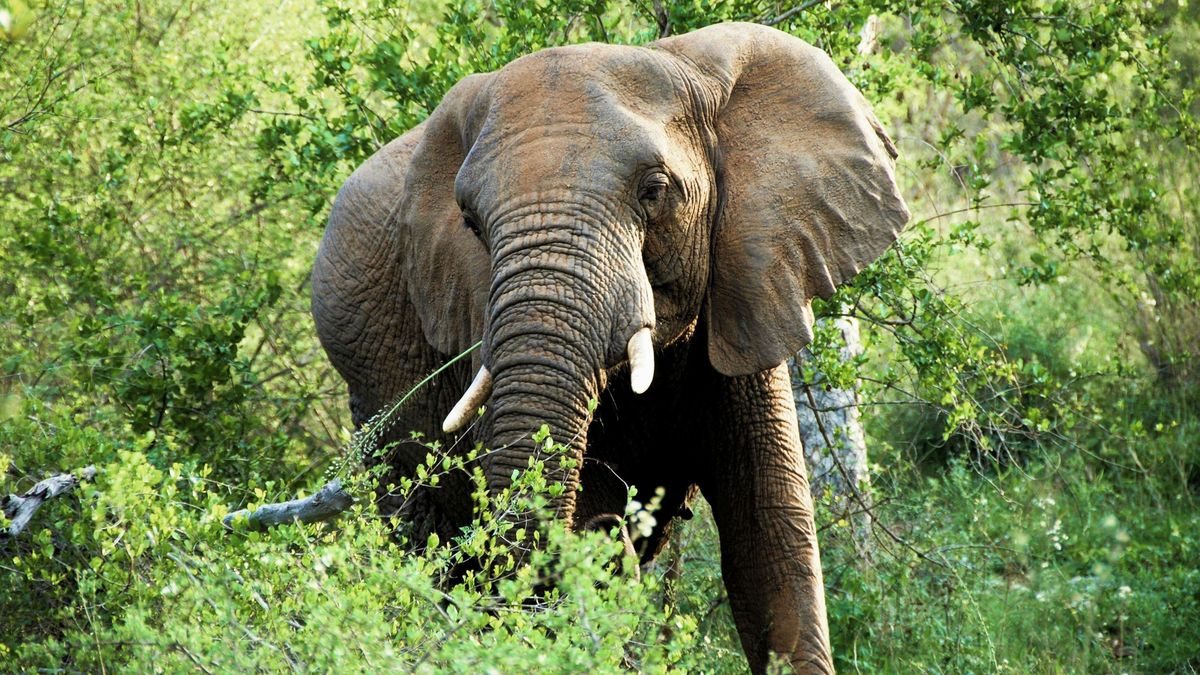 Kiderült, nyugalmazott professzor volt a Srí Lanka-i elefánttámadás magyar áldozata