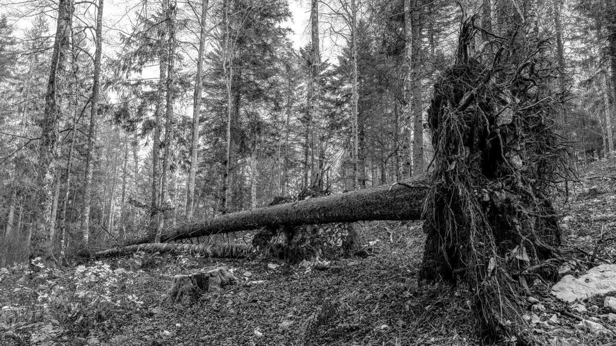 Munkavégzés közben rádőlt egy fa egy közmunkásra Szatymazon