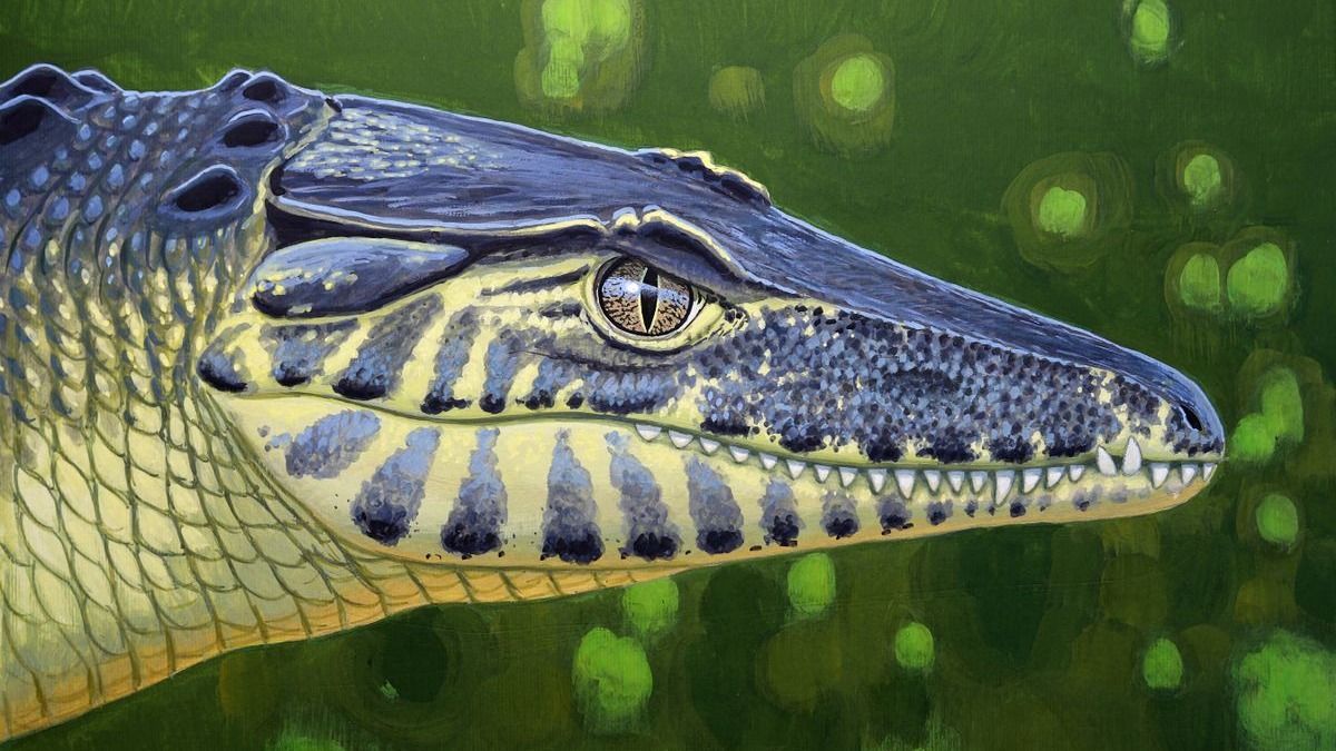 Őskrokodil koponyájára bukkantak a Bakonyban