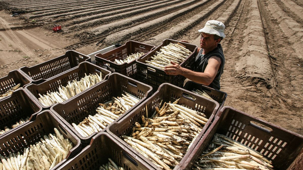 Egyre több spárga kerül a magyar családok asztalára