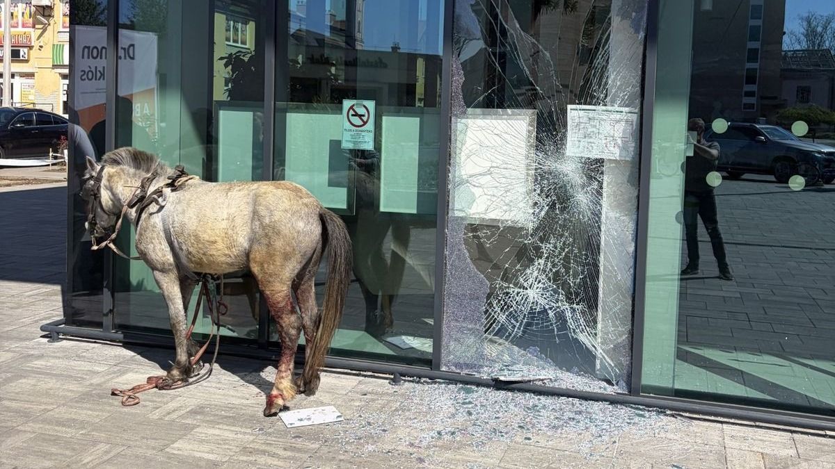 Elszabadult egy póni Nagykálló utcáin