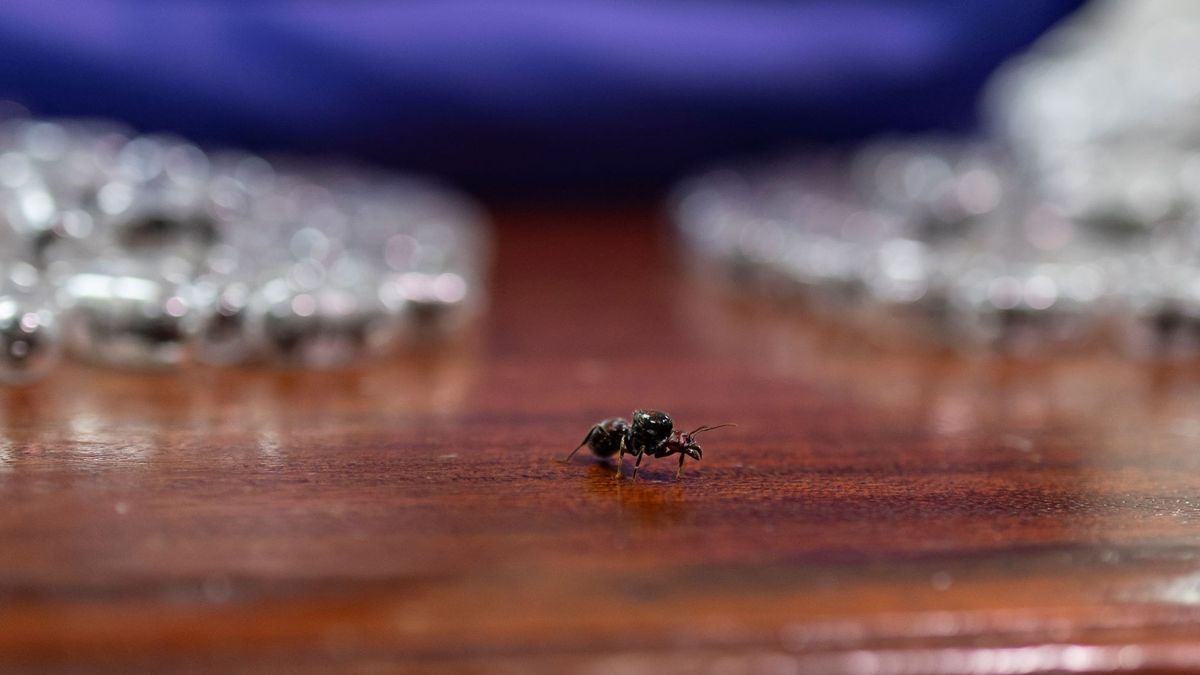 Börtönbe kerül a kínai férfi, aki több ezer hangyát akart kicsempészni Kenyából