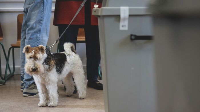 szavazás, választás 