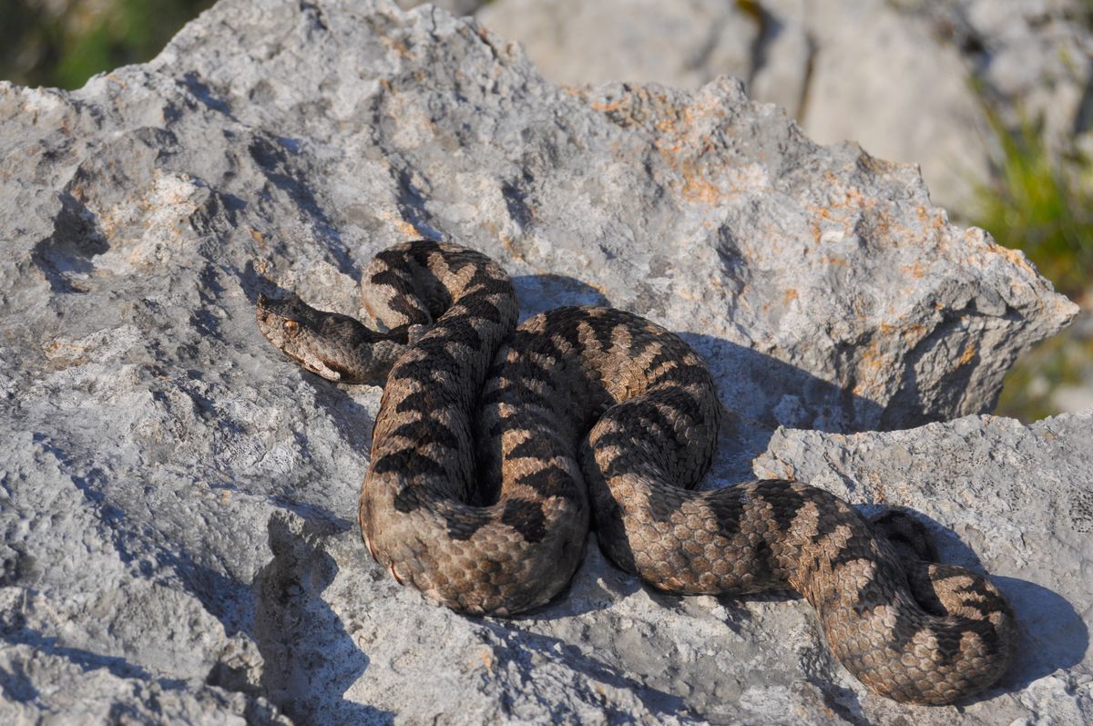Nose horned viper (Vipera ammodytes) in the Dinarics