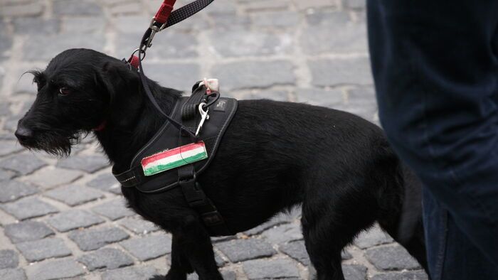 Székesfehérvár országjárás