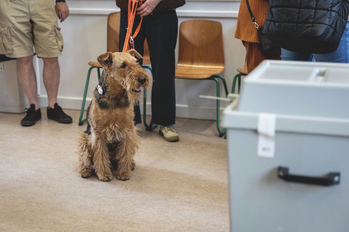 szavazás, választás