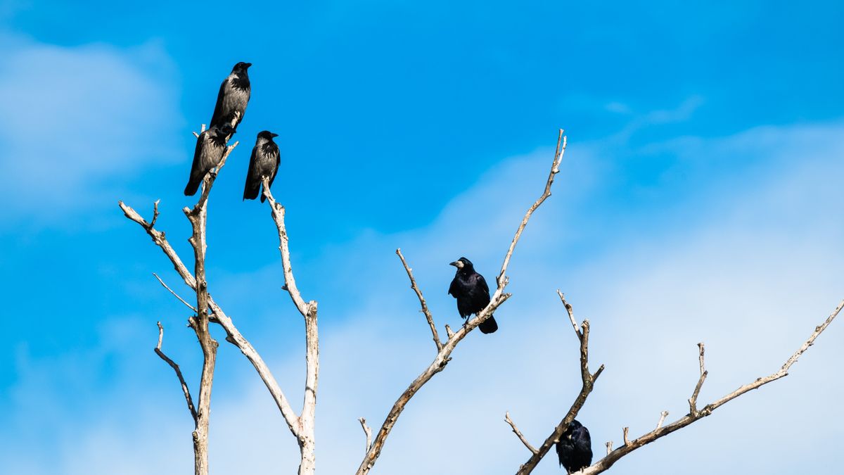 Annyi panasz érkezett a játszótéri varjú miatt, hogy a saját kezébe vette az ügyet a polgármester