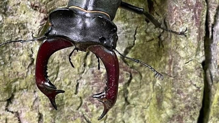 Kvíz kérdést ábrázoló kép.