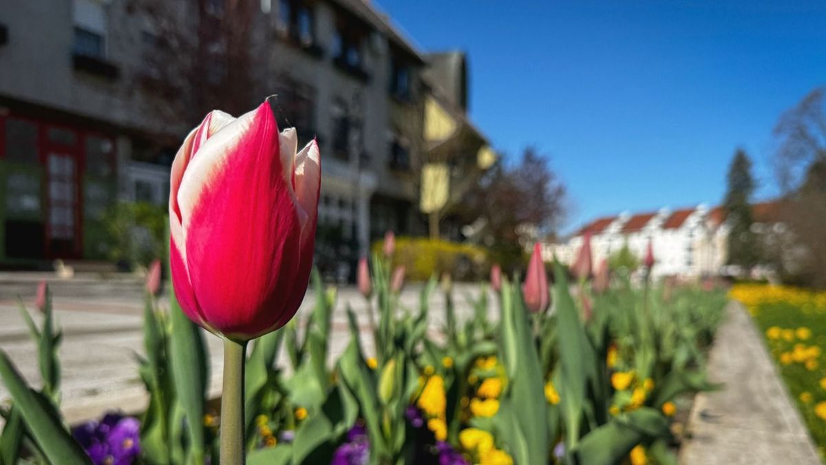 Felhős, szeles, de kellemes tavaszi idővel indul a hét  + videó