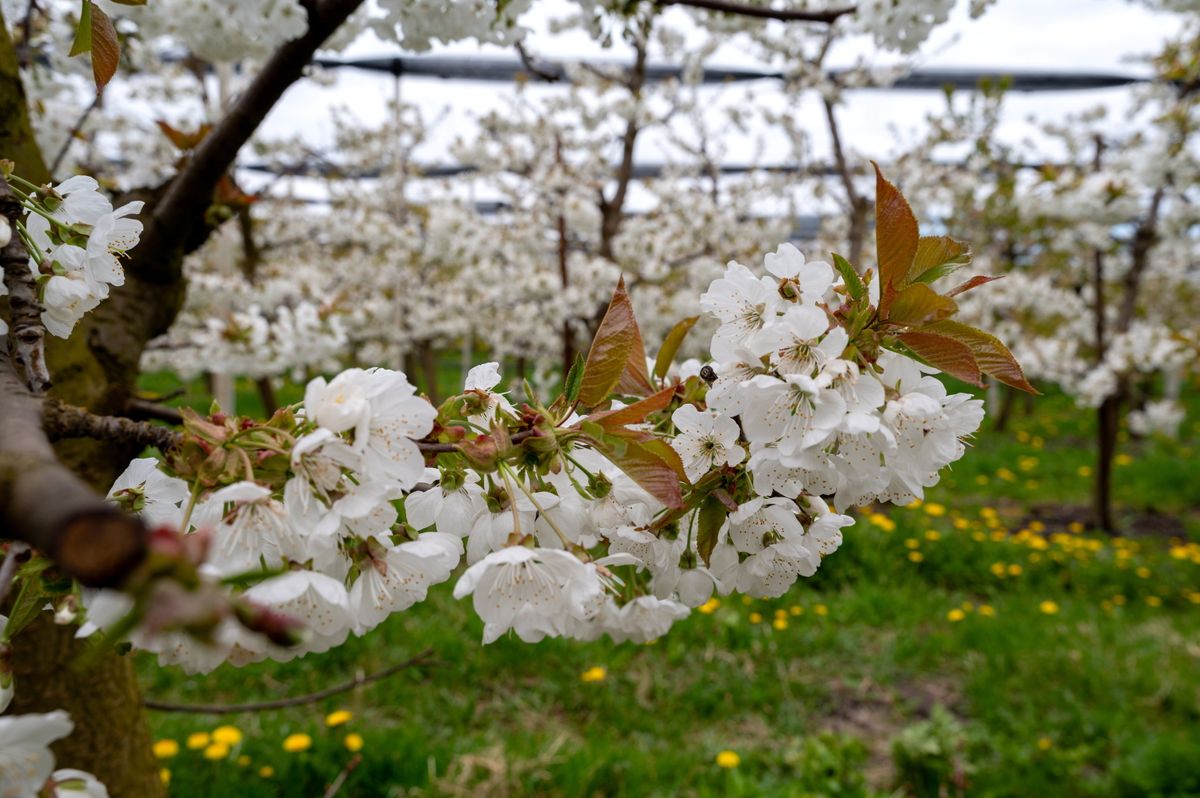 Kolozsvár, 2026. április 17.
Virágzó cseresznyefa a kolozsvári Steluta (Csillag) farmon 2026. április 17-én.
MTI/Kiss Gábor