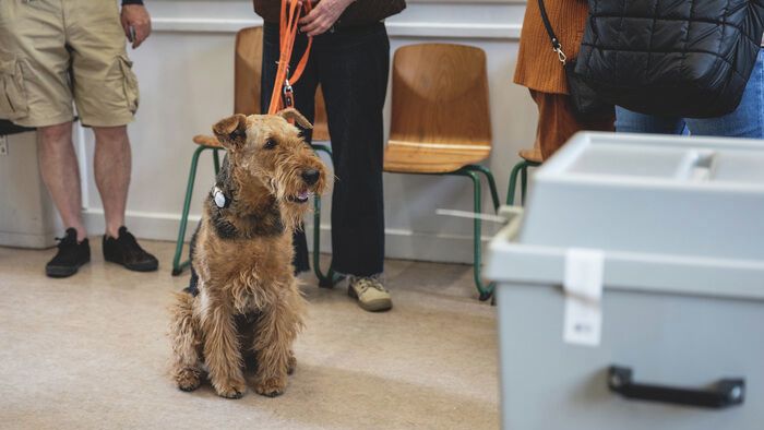 szavazás, választás