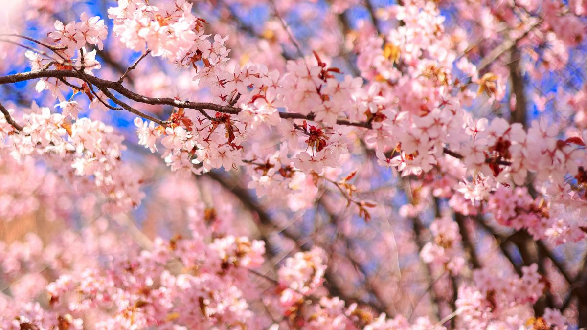 Az élet értékes: élvezzük a jelen pillanatot a japánok egyik legnagyobb ünnepén, Budapesten!