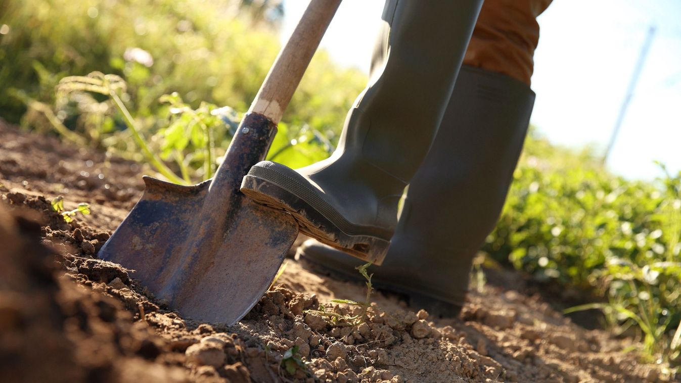 Kincset rejtett a makói kert