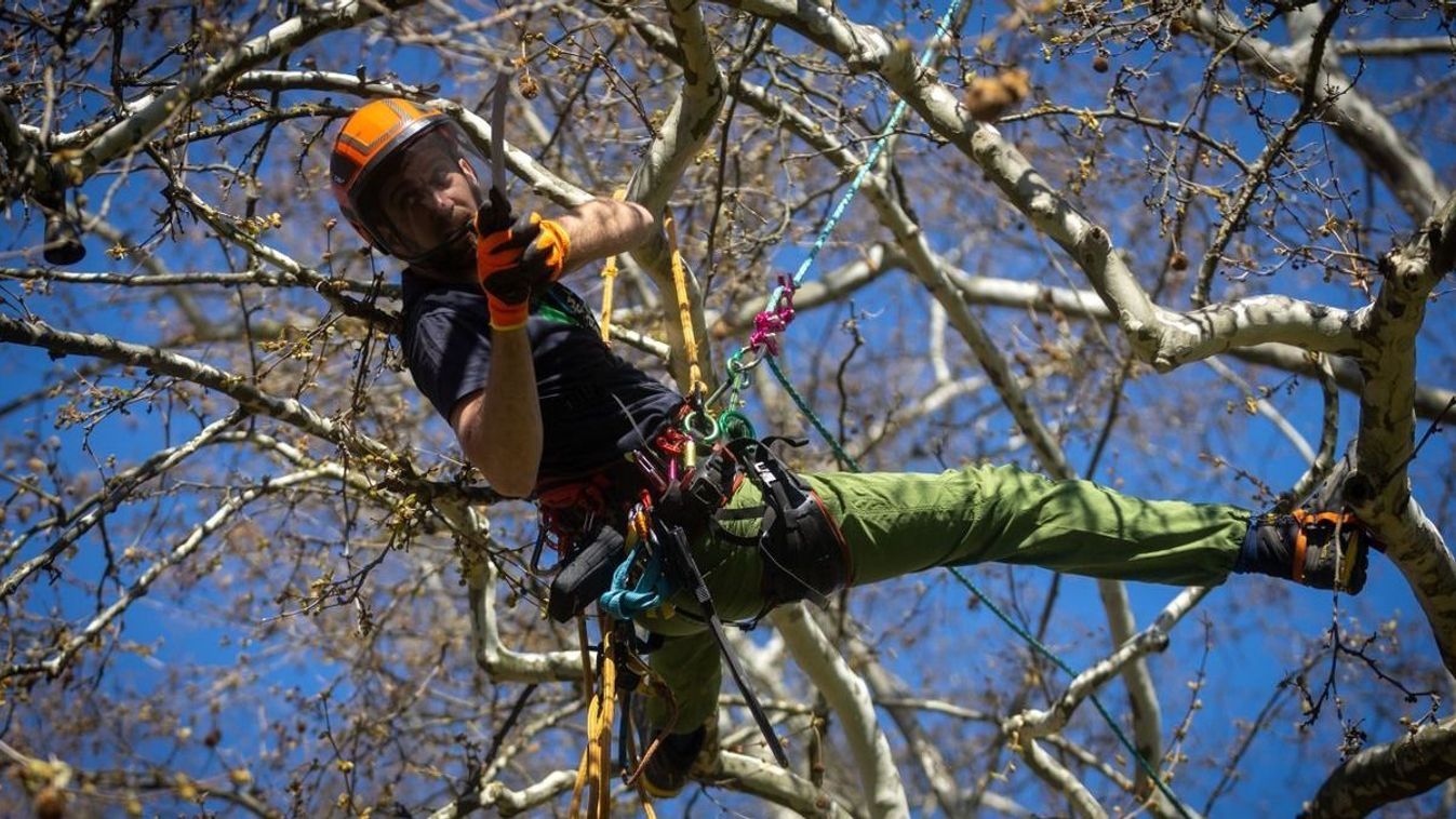 Tatán rendezik a Magyar Famászó Bajnokságot
Fotó: Zetovics Márió / Forrás: 24  Óra