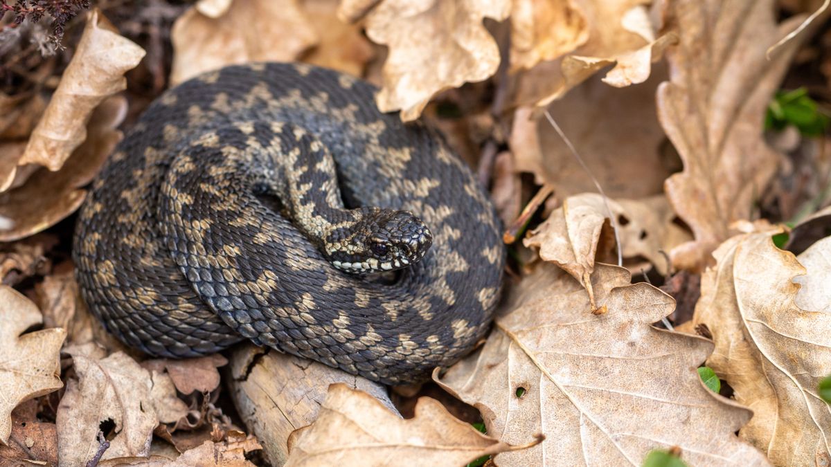 Érdemes a lábunk elé nézni, a jó idővel a kígyók is ébredeznek