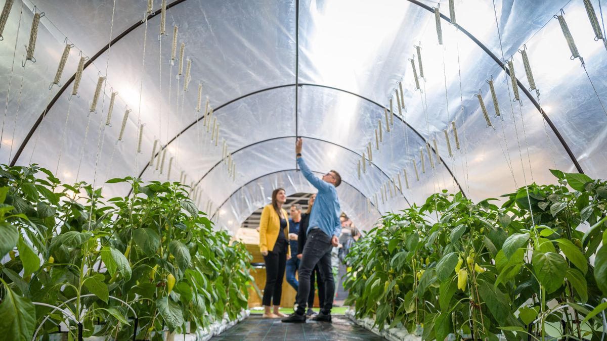 Szigorodó szabályok és új lehetőségek a helyi élelmiszerek piacán