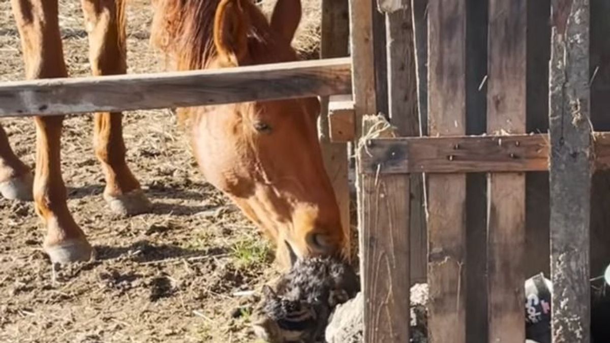 Mesébe illő barátság a nógrádi tanyán + videó