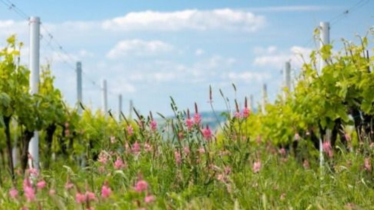 Karcsú borok, üde savak – azaz hová menjünk kirándulni, ha nem vágyunk otthoni látogatókra